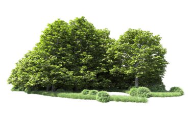 Beyaz arkaplanı olan bir grup ağaç 