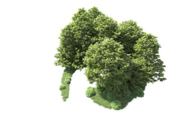 Beyaz arkaplanı olan bir grup ağaç 