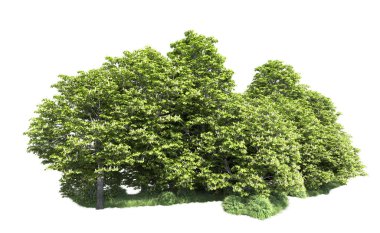 Beyaz arkaplanı olan bir grup ağaç 