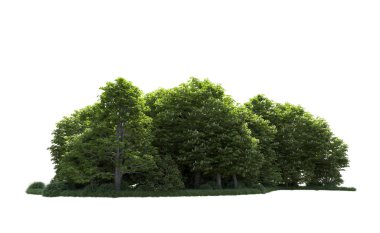 Beyaz arkaplanı olan bir grup ağaç 