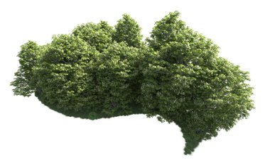 Beyaz arkaplanı olan bir grup ağaç 