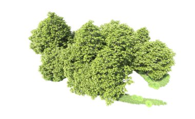 Beyaz arkaplanı olan bir grup ağaç 