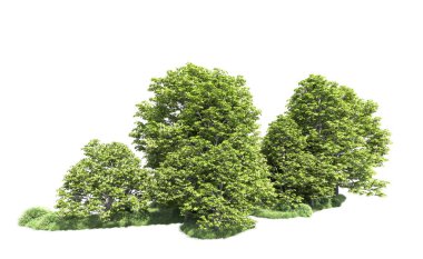 Beyaz arkaplanı olan bir grup ağaç 