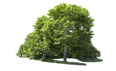 Beyaz arkaplanı olan bir grup ağaç 