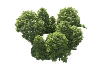 Beyaz arkaplanı olan bir grup ağaç 