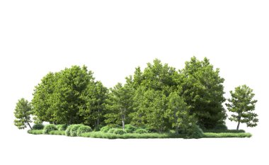 Beyaz arkaplanı olan bir grup ağaç 