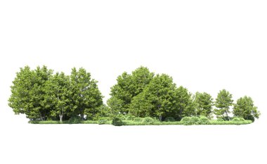 Beyaz arkaplanı olan bir grup ağaç 