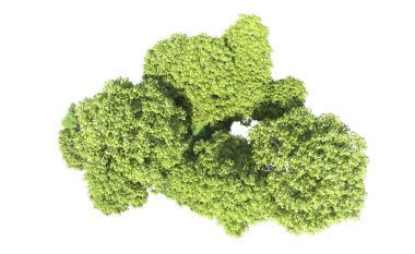 Beyaz arkaplanı olan bir grup ağaç 