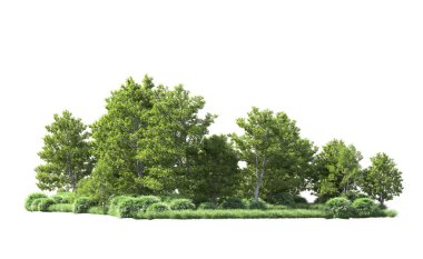 Beyaz arkaplanı olan bir grup ağaç 