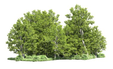 Beyaz arkaplanı olan bir grup ağaç 