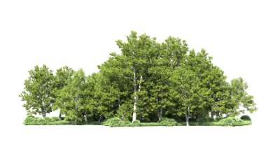 Beyaz arkaplanı olan bir grup ağaç 