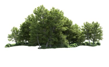 Beyaz arkaplanı olan bir grup ağaç 