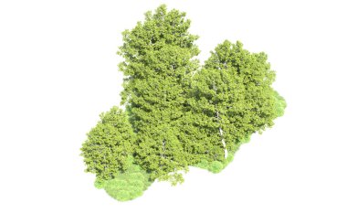 Beyaz arkaplanı olan bir grup ağaç 