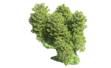 Beyaz arkaplanı olan bir grup ağaç 