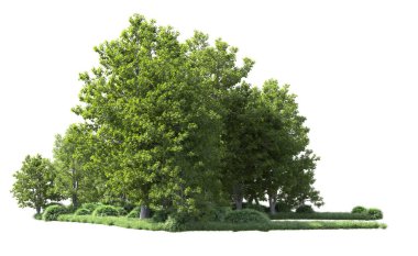 Beyaz arkaplanı olan bir grup ağaç 