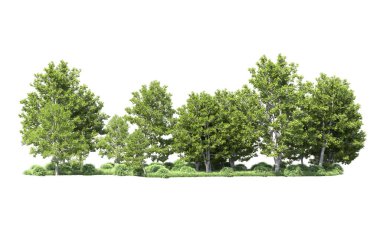 Beyaz arkaplanı olan bir grup ağaç 