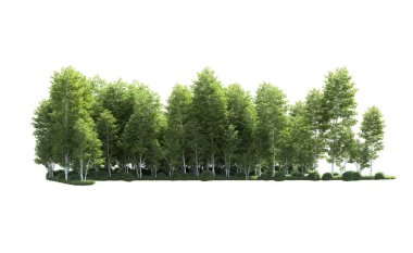 Beyaz arkaplanı olan bir grup ağaç 