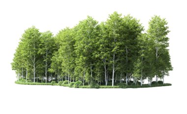 Beyaz arkaplanı olan bir grup ağaç 