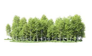 Beyaz arkaplanı olan bir grup ağaç 