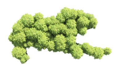 Beyaz arkaplanı olan bir grup ağaç 