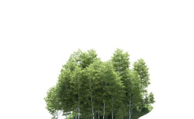 Beyaz arkaplanı olan bir grup ağaç 