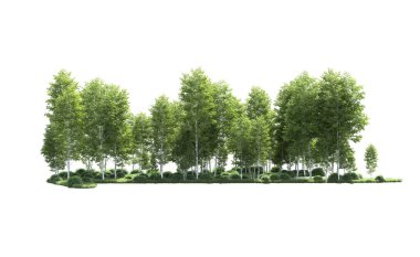 Beyaz arkaplanı olan bir grup ağaç 