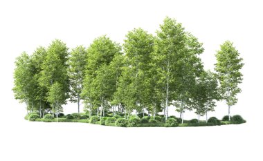 Beyaz arkaplanı olan bir grup ağaç 