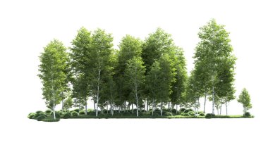 Beyaz arkaplanı olan bir grup ağaç 