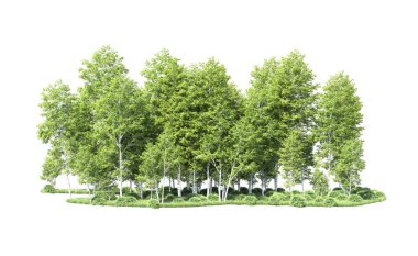 Beyaz arkaplanı olan bir grup ağaç 