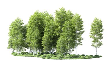 Beyaz arkaplanı olan bir grup ağaç 