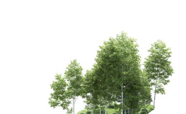 Beyaz arkaplanı olan bir grup ağaç 