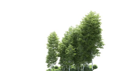 Beyaz zemin üzerine yeşil ağaçlar kadar kapatın