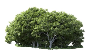 Beyaz zemin üzerine yeşil ağaçlar kadar kapatın