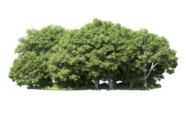 Beyaz zemin üzerine yeşil ağaçlar kadar kapatın