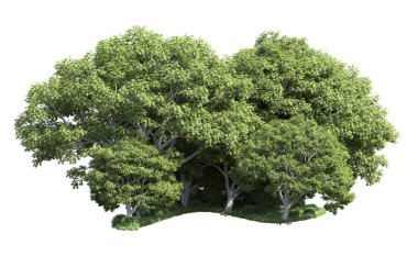 Beyaz zemin üzerine yeşil ağaçlar kadar kapatın