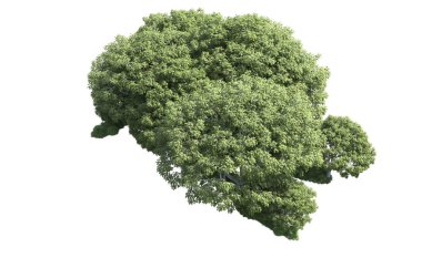 Beyaz arka plan üzerinde izole ağaçlar grubu