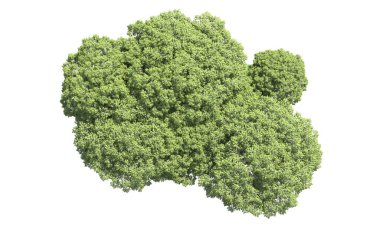 Beyaz arka plan üzerinde izole ağaçlar grubu