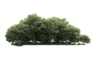Beyaz arka plan üzerinde izole ağaçlar grubu