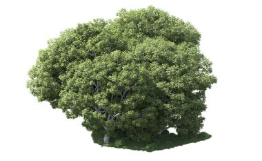 Beyaz arka plan üzerinde izole ağaçlar grubu