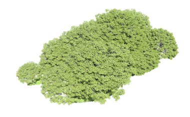 Beyaz arka plan üzerinde izole ağaçlar grubu