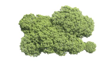 Beyaz arka plan üzerinde izole ağaçlar grubu