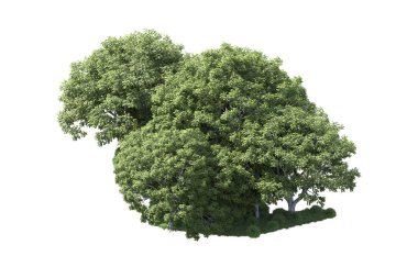 Beyaz arka plan üzerinde izole ağaçlar grubu