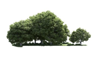 Beyaz arka plan üzerinde izole ağaçlar grubu