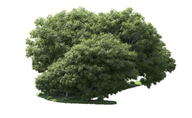 Beyaz arka plan üzerinde izole ağaçlar grubu