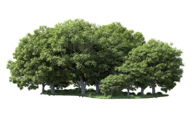 Beyaz arka plan üzerinde izole ağaçlar grubu