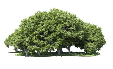 Beyaz arka plan üzerinde izole ağaçlar grubu