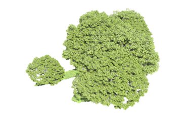 Beyaz arka plan üzerinde izole ağaçlar grubu