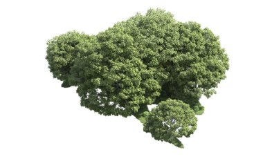 Beyaz arka plan üzerinde izole ağaçlar grubu