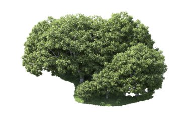 Beyaz arka plan üzerinde izole ağaçlar grubu