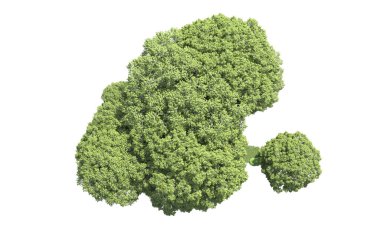 Beyaz arka plan üzerinde izole ağaçlar grubu